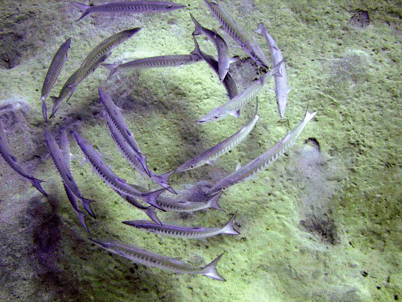 MANGROVE 07  2008 112.jpg